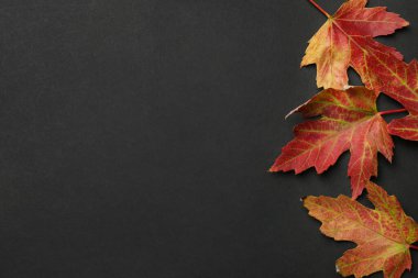 Siyah arka planda renkli sonbahar yaprakları, düz uzanmış. Metin için boşluk
