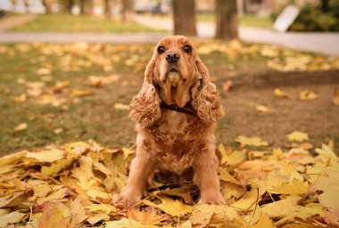 Sonbahar günü parkta şirin Cocker Spaniel