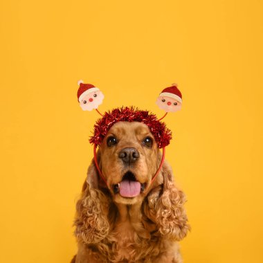 Sarı arka planda Noel Baba saç bandı takmış sevimli Cocker Spaniel köpeği.
