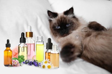 Hayvanlar için Aromaterapi. Temel yağlar ve arka planda sevimli bir kedi.