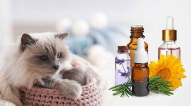 Hayvanlar için Aromaterapi. Temel yağlar ve arka planda sevimli bir kedi.