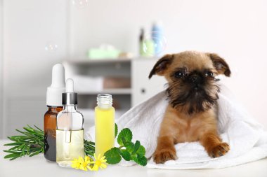 Hayvanlar için Aromaterapi. Temel yağlar ve Brüksel Griffon köpeği masada.