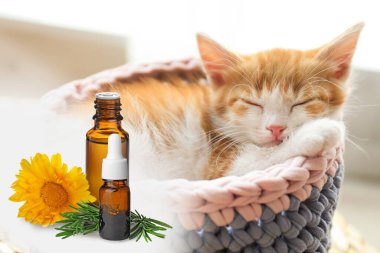 Hayvanlar için Aromaterapi. Temel yağlar ve arka planda sevimli kedi yavrusu