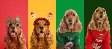Noel süveteri içinde şirin köpekler ve renkli arka planda parti gözlükleri.