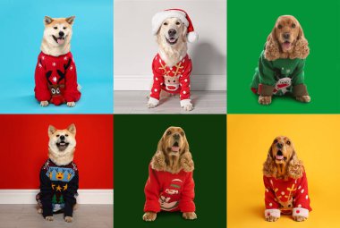 Renkli arka planda Noel süveteri giymiş şirin köpekler.