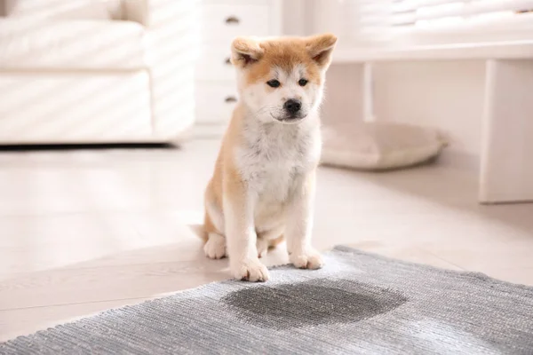 Uroczy Szczeniak Akita Inu Pobliżu Kałuży Dywanie Domu — Zdjęcie stockowe