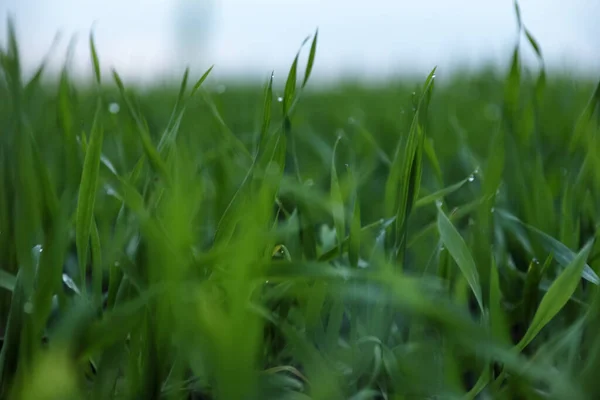 Beautiful View Fresh Green Grass Outdoors Closeup — Stock Photo, Image