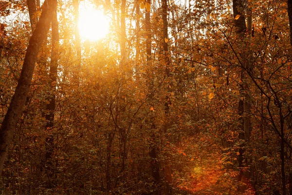 秋の日の森の美しい景色 — ストック写真
