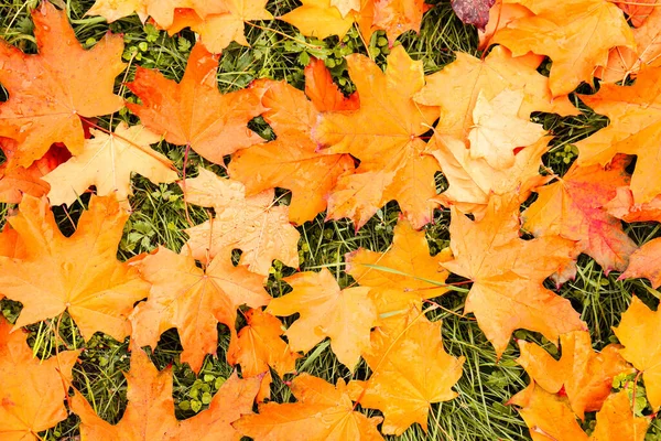 Färgglada Höstlöv Grön Gräsmatta Parken Ovanifrån — Stockfoto