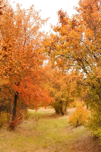 Krásný Výhled Park Stromy Podzim — Stock fotografie