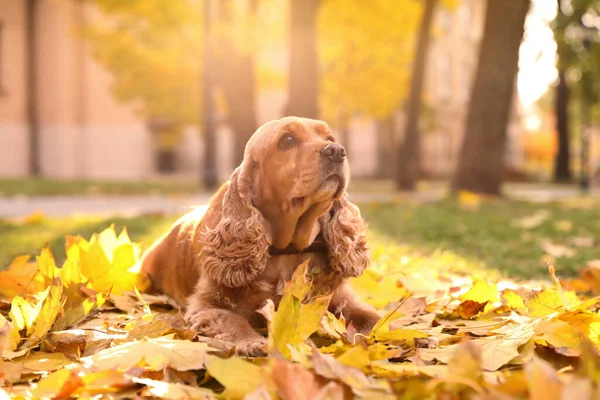 Cute Cocker Spaniel Park Autumn Day — Stock Photo, Image