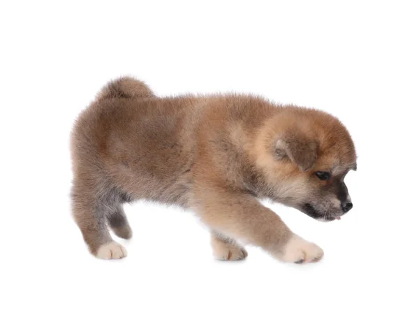 Adorable Akita Inu Puppy White Background — Stock Photo, Image