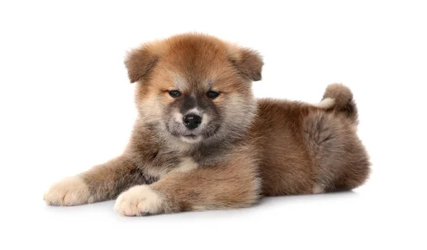 Entzückender Akita Inu Welpe Auf Weißem Hintergrund — Stockfoto