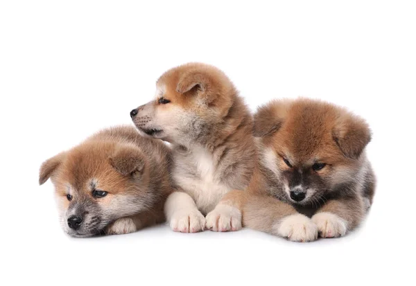 Adorables Cachorros Akita Inu Sobre Fondo Blanco —  Fotos de Stock