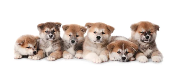 Adorables Cachorros Akita Inu Sobre Fondo Blanco — Foto de Stock