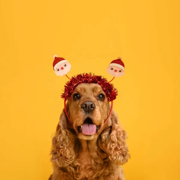 Adorable Cocker Spaniel Dog Santa Headband Yellow Background — Stock Photo, Image