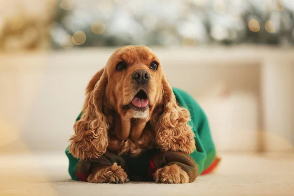 Adorable Cocker Spaniel Christmas Sweater Blurred Background — Stock Photo, Image