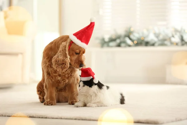 可爱的可可可可豆 西班牙狗和猫 戴着圣诞老人的帽子在室内 — 图库照片
