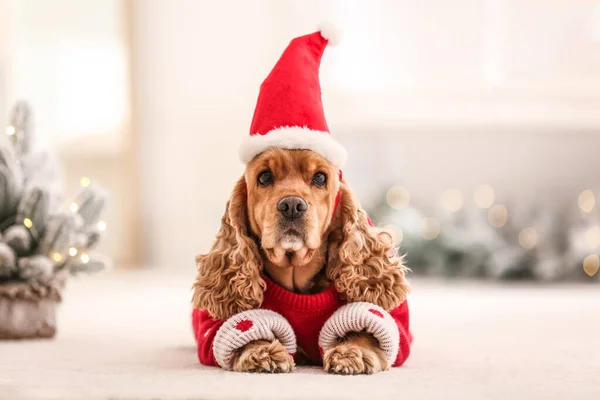 Adorable Cocker Spaniel Christmas Sweater Santa Hat Blurred Background — Stock Photo, Image