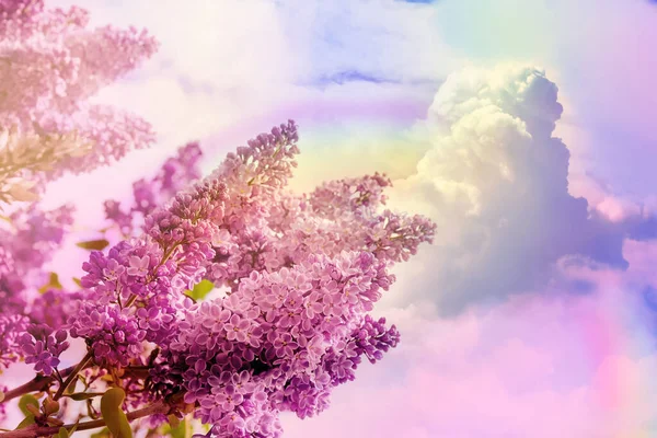 Lilas Fleurs Ciel Étonnant Avec Arc Ciel Sur Fond Tonique — Photo