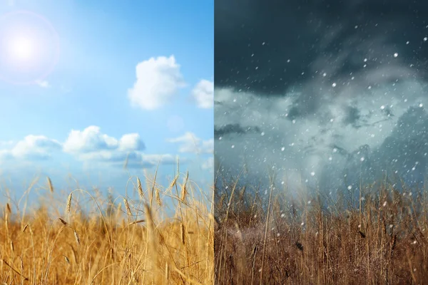日当たりの良い嵐の天気の間に麦畑 コラージュ — ストック写真
