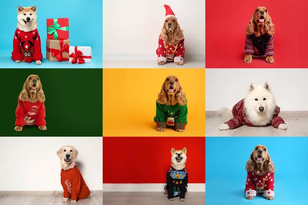 Cute Dogs Christmas Sweaters Color Backgrounds — Stock Photo, Image