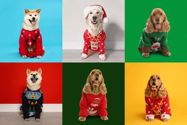 Cães Bonitos Camisolas Natal Fundos Cor — Fotografia de Stock