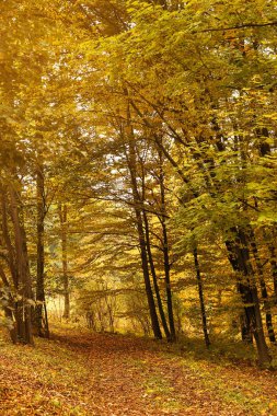 Sonbahar günü ormandaki güzel patika manzarası