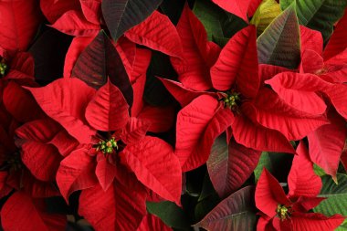 Red Poinsettia arka plan olarak, yakın plan. Geleneksel Noel çiçeği