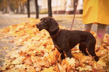 Tatlı Almancası olan kadın, Pointer 'ı sonbahar günü parkta yayınladı.