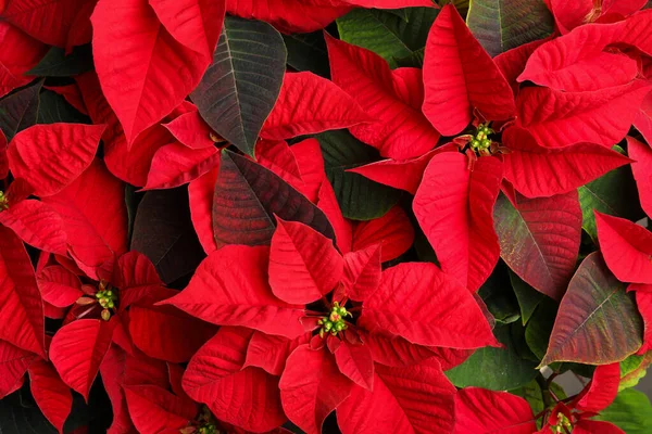 Poinsettia Rossa Come Sfondo Primo Piano Natale Fiore Tradizionale — Foto Stock