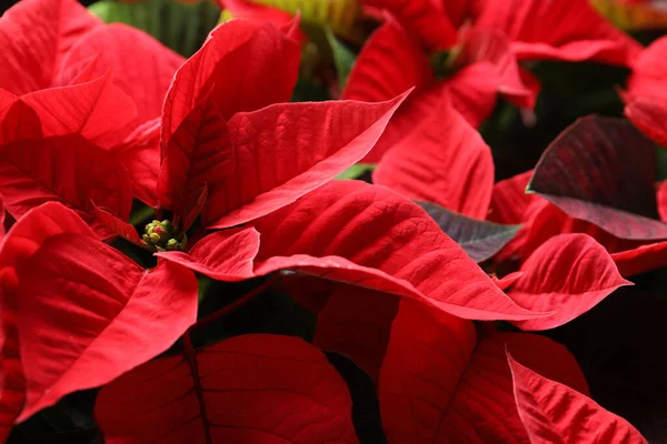 Red Poinsettia Como Fondo Primer Plano Navidad Flor Tradicional — Foto de Stock