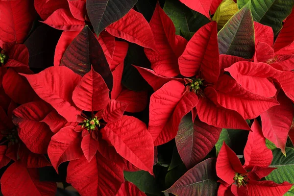 Red Poinsettia Como Fondo Primer Plano Navidad Flor Tradicional — Foto de Stock