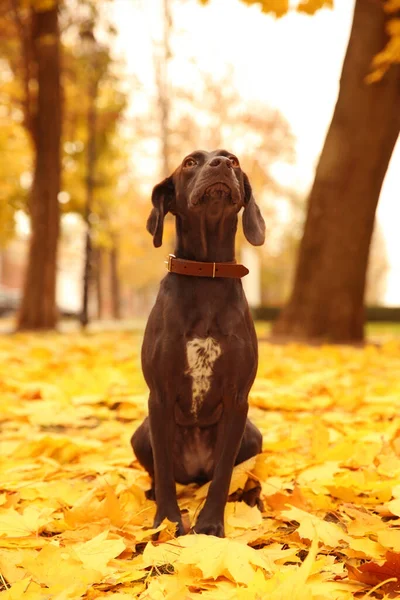 Cute Niemiecki Shorthaired Pointer Parku Jesienny Dzień — Zdjęcie stockowe