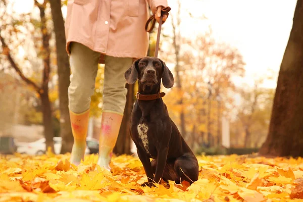 Woman Cute German Shorthaired Pointer Park Autumn Day — Stock Photo, Image