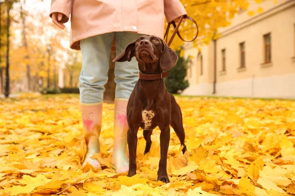 Woman Cute German Shorthaired Pointer Park Autumn Day — Stock Photo, Image