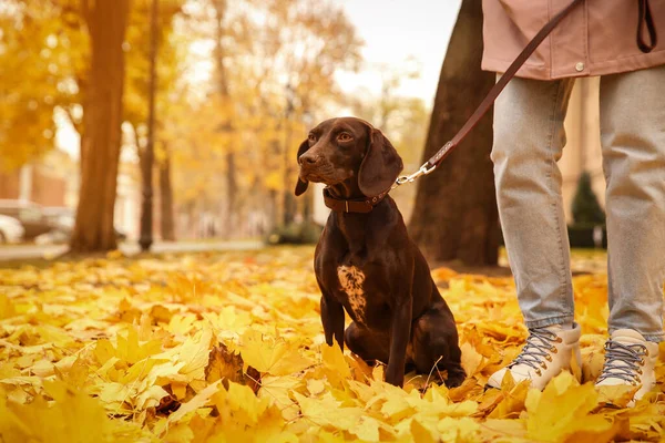 Woman Cute German Shorthaired Pointer Park Autumn Day — Stock Photo, Image