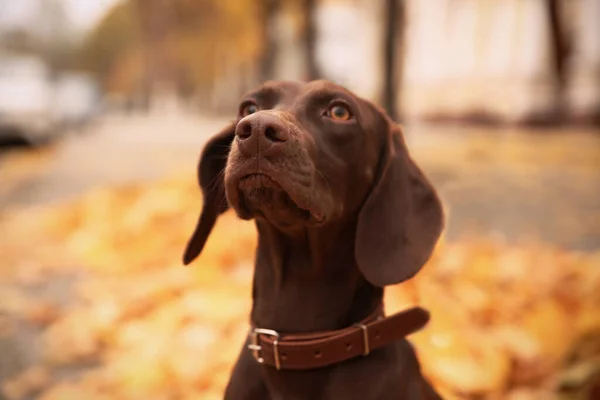 Şirin Alman Kısaltması Pointer Sonbahar Günü Parkta Yayınladı — Stok fotoğraf