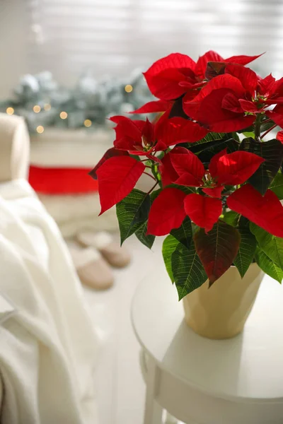 Bela Poinsettia Vaso Mesa Casa Flor Natal Tradicional — Fotografia de Stock