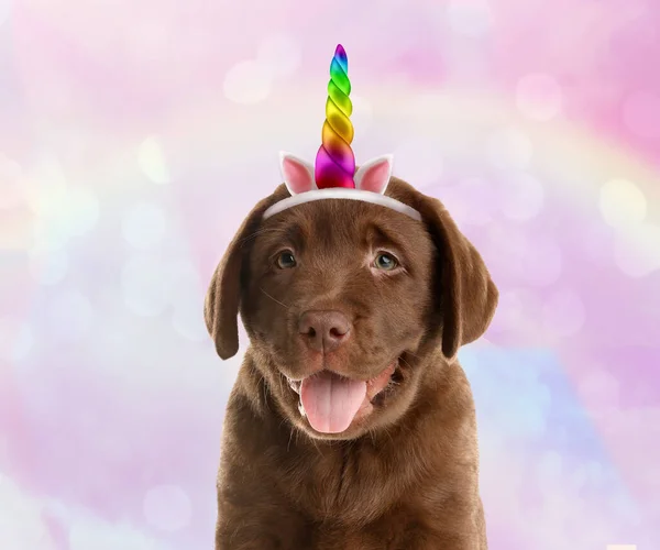 Cãozinho Bonito Com Chifre Unicórnio Arco Íris Orelhas Headband Fundo — Fotografia de Stock