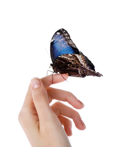 Žena Drží Krásné Společné Morpho Motýl Bílém Pozadí Detailní Záběr — Stock fotografie