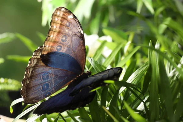 Bahçedeki Yeşil Bitkinin Üzerinde Güzel Bir Morpho Kelebeği — Stok fotoğraf