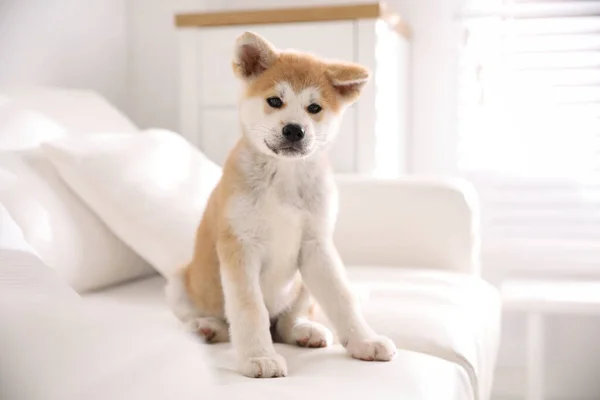 Adorable Akita Inu Szczeniak Siedzi Kanapie Pomieszczeniach — Zdjęcie stockowe