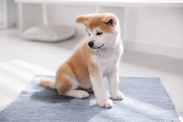 Uroczy Szczeniak Akita Inu Pobliżu Kałuży Dywanie Domu — Zdjęcie stockowe