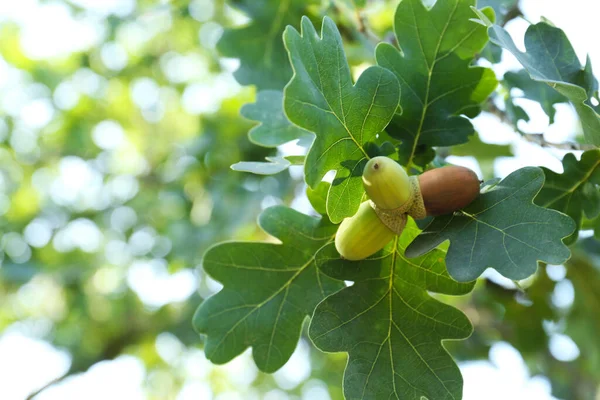 Närbild Med Gröna Blad Och Ekollon Utomhus — Stockfoto