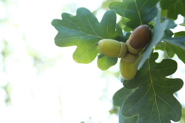 Närbild Med Gröna Blad Och Ekollon Utomhus — Stockfoto