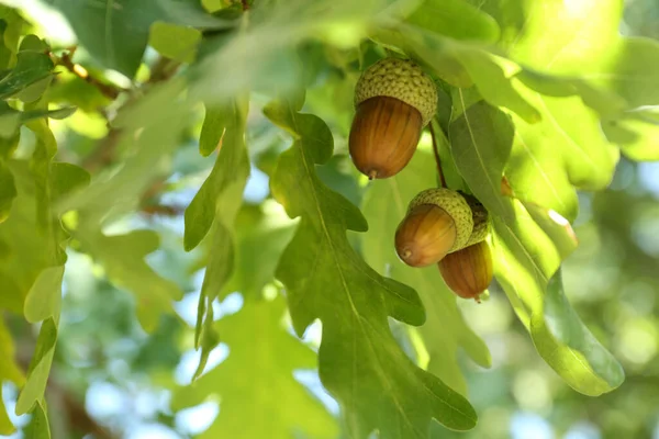 Closeup View Oak Green Leaves Acorns Outdoors — Stock Photo, Image