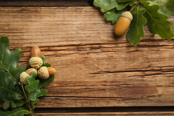 Oak Branches Green Leaves Acorns Wooden Table Flat Lay Space — Stock Photo, Image