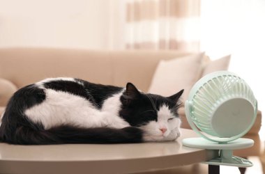 Şirin pofuduk kedi içerideki masada pervaneden hava akışının keyfini çıkarıyor. Yaz sıcağı