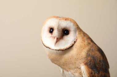 Bej arka planda güzel ahır baykuşu, yakın plan